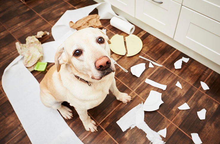 My puppy ate my chequebook